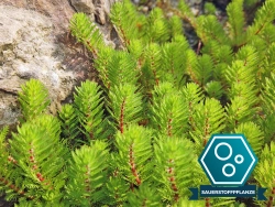 Sauerstoffpflanzen| Teichpflanzen | Mini-Teich | Gärtner-Qualität |winterhart